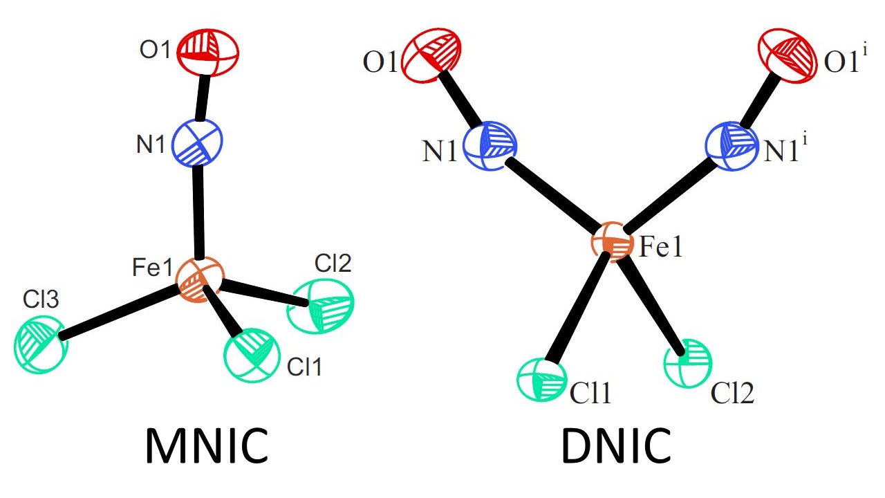{FeNO}7‐Type Halogenido Nitrosyl Ferrates